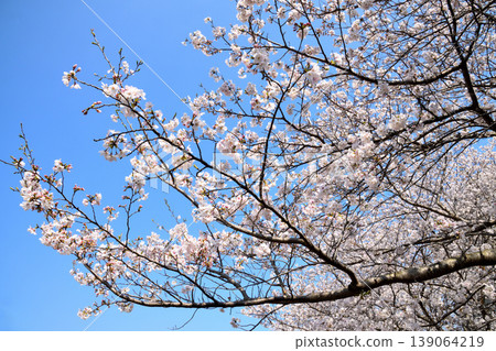 櫻花,櫻花,櫻花 櫻花,櫻花,櫻花 139064219