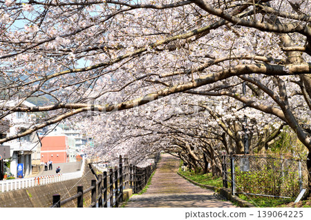 Sakura, Sakura, Sakura Sakura, Sakura, Sakura 139064225