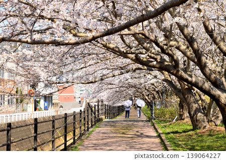 Sakura, Sakura, Sakura Sakura, Sakura, Sakura 139064227