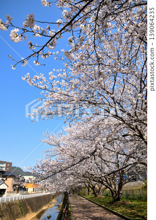 櫻花，櫻花，櫻花 139064235