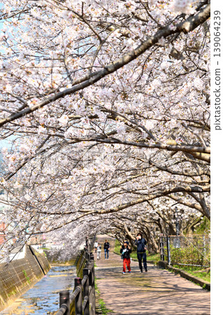 Sakura, Sakura, Sakura Sakura, Sakura, Sakura 139064239