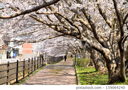 Sakura, Sakura, Sakura Sakura, Sakura, Sakura 139064240