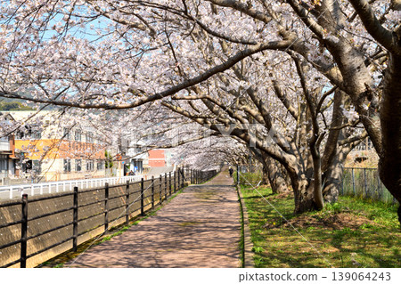 Sakura, Sakura, Sakura Sakura, Sakura, Sakura 139064243