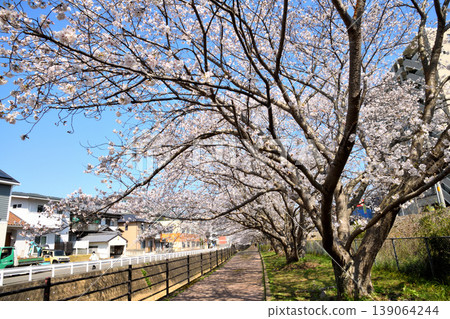 Sakura, Sakura, Sakura Sakura, Sakura, Sakura 139064244