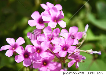 Imokatami (potato) Imokatami (potato) 139064272