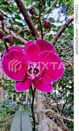 beautiful view of purple orchids in the wild beautiful view of purple orchids in the wild 139064321