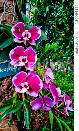 beautiful view of purple orchids in the wild 139064325