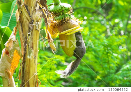 A Taiwanese squirrel sticking its head into a banana flower. A Taiwanese squirrel sticking its head into a banana flower. 139064332