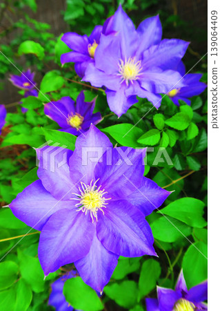 一片生氣勃勃的鐵線蓮花海。 139064409