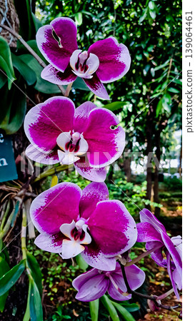 beautiful view of purple orchids in the wild beautiful view of purple orchids in the wild 139064461