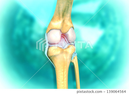 Anatomy of the Knee Joint on medical background Anatomy of the Knee Joint on medical background 139064564