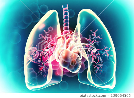 Human heart and lungs on medical background Human heart and lungs on medical background 139064565