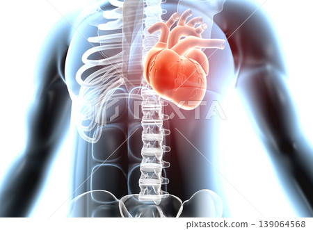 Heart in human body 139064568