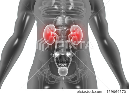 Human body with kidneys Human body with kidneys 139064570