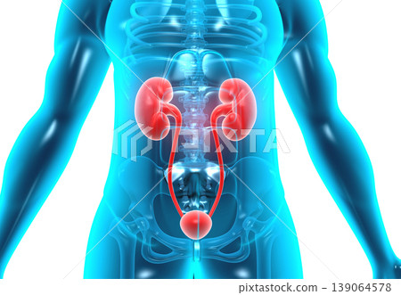 Human body with kidneys 139064578