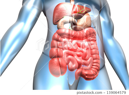 Human body with digestive system 139064579