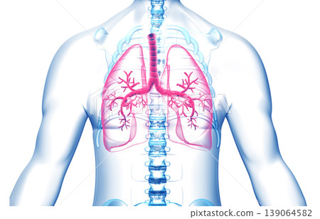 Human body with lungs Human body with lungs 139064582