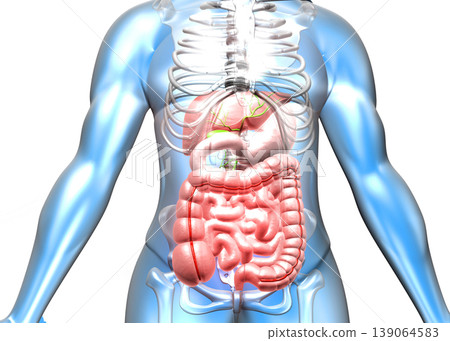 Human body with digestive system 139064583