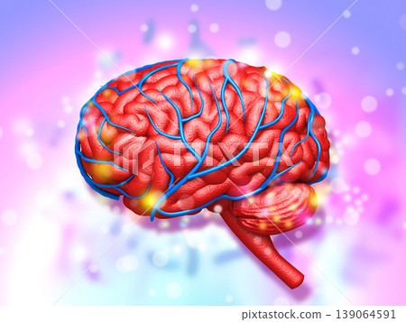 Human brain anatomy 139064591