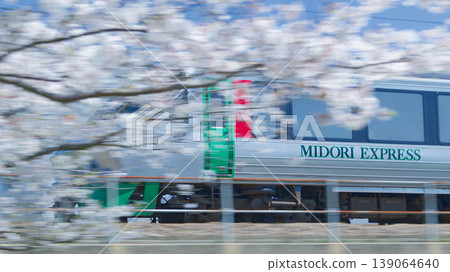 JR Kyushu's Limited Express Midori train speeds through a field of cherry blossoms in full bloom. 139064640