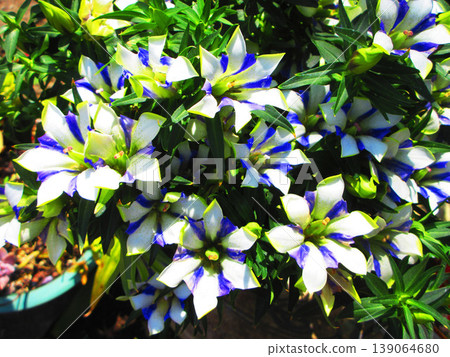 A landscape of gentian flowers (Shinbi Hakuju) A landscape of gentian flowers (Shinbi Hakuju) 139064680
