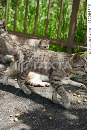 A cat lying on the roadside on a quiet afternoon. A cat lying on the roadside on a quiet afternoon. 139064746