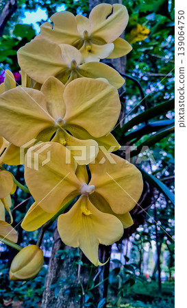 beautiful view of yellow orchids in the wild 139064750