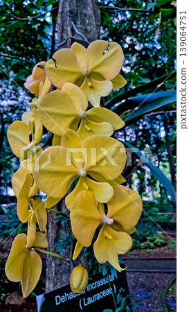 beautiful view of yellow orchids in the wild 139064751