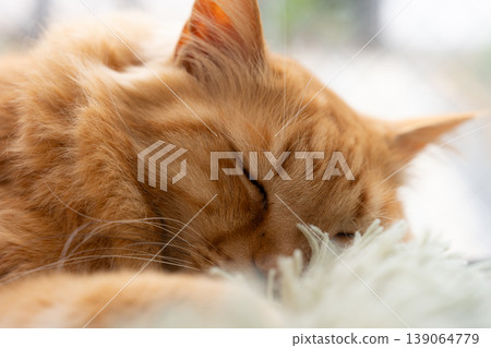 Cat sleeping by the window Tea tabby cat Cat sleeping by the window Tea tabby cat 139064779