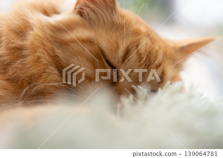 Cat sleeping by the window Tea tabby cat Cat sleeping by the window Tea tabby cat 139064781