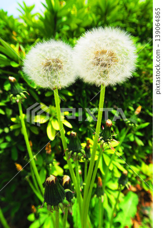 Dandelion fluffy landscape Dandelion fluffy landscape 139064865