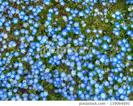 從正上方觀察 Nemophila 從正上方觀察 Nemophila 139064893