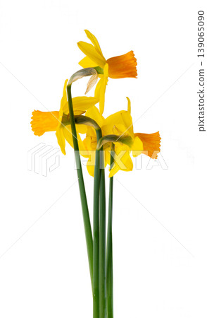 Yellow daffodil flower isolated on white background. Narcissus flower with green stem. Clipping path. 139065090