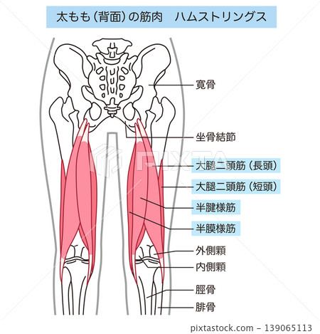大腿後側的肌肉：膕繩肌 139065113