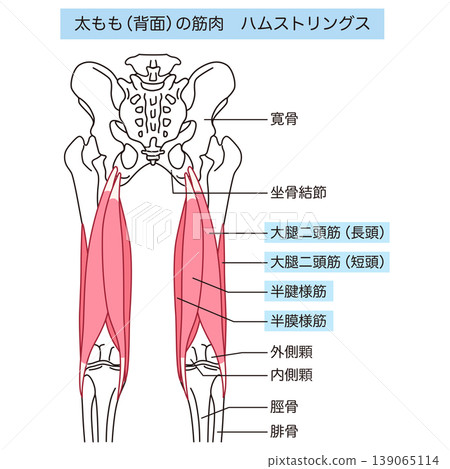 大腿後側的肌肉：膕繩肌 139065114