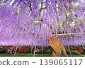 Ashikaga Flower Park Murasaki Wisteria 139065117