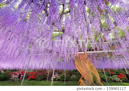 Ashikaga Flower Park Murasaki Wisteria Ashikaga Flower Park Murasaki Wisteria 139065117