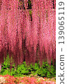 Ashikaga Flower Park Murasaki Wisteria 139065119