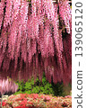 Ashikaga Flower Park Murasaki Wisteria 139065120
