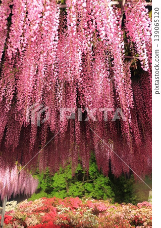 足利花卉公園Murasaki紫藤 足利花卉公園Murasaki紫藤 139065120