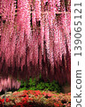 Ashikaga Flower Park Murasaki Wisteria 139065121