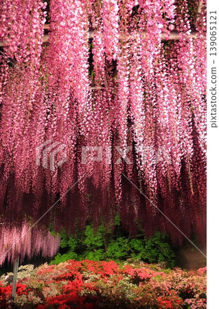 足利花卉公園Murasaki紫藤 足利花卉公園Murasaki紫藤 139065121