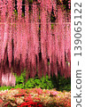 Ashikaga Flower Park Murasaki Wisteria 139065122