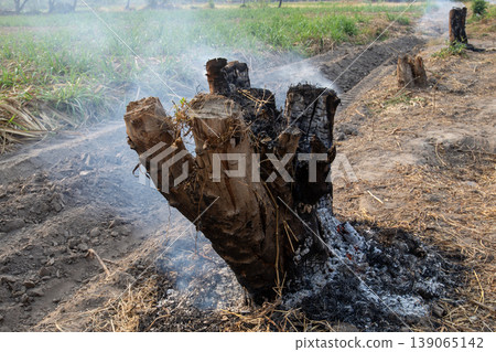 Trees that have been cut down to stumps and then burned. Trees that have been cut down to stumps and then burned. 139065142
