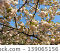 Double-flowered cherry blossom, Fugenzo variety 139065156