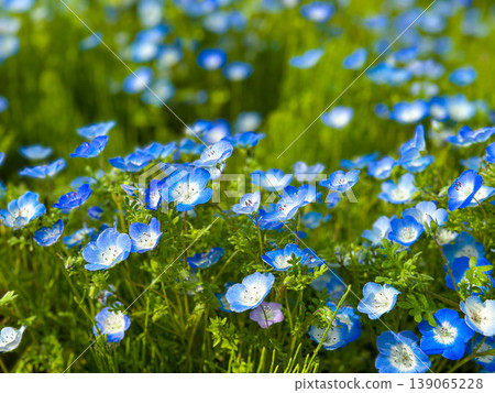 開花在Miharashi小山的Nemophila 開花在Miharashi小山的Nemophila 139065228