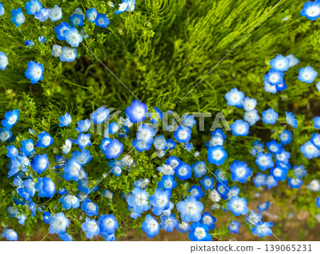 開花在Miharashi小山的Nemophila 開花在Miharashi小山的Nemophila 139065231