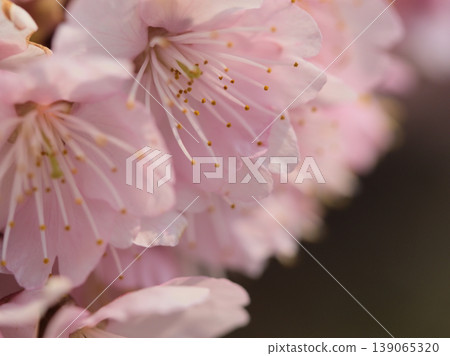 「塔加貝尼」美麗的粉紅色櫻花在陽光明媚的三月盛開。 139065320