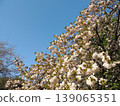 Double-flowered cherry blossom, Fugenzo variety 139065351