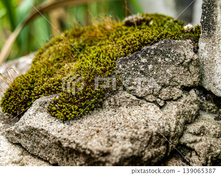 Ultra-sharp macro of collapsed bricks and moss in desaturated tones. Detailed texture of mineral pores and organic fibers with high contrast and nearly monochrome color palette. Stony landscape 139065387